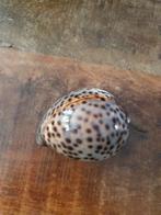 Mooie Kauri Schelp, Ophalen of Verzenden, Zo goed als nieuw