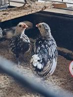 Sebright haantje, Dieren en Toebehoren, Pluimvee, Mannelijk, Kip