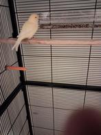 Gele kanarie pop jaartaal weet ik niet broedrijp gelijk ophl, Dieren en Toebehoren, Vogels | Kanaries, Vrouwelijk, Kleurkanarie