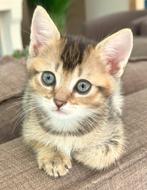 Zeer lieve kittens, 1/2 Britse langhaar, 1/8 Bengaal, Meerdere dieren