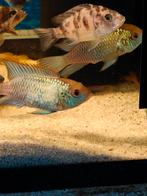 Acara electric blue te koop, Dieren en Toebehoren, Vis, Zoetwatervis