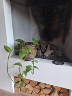 Hangplant met mand, Ophalen, Minder dan 100 cm