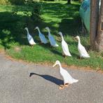 Witte loopeend woerd, mannetje, Dieren en Toebehoren, Mannelijk, Eend