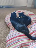 Deze lieve dames zoeken een fijn huis, Dieren en Toebehoren, Katten en Kittens | Overige Katten, Poes, Kortharig, 0 tot 2 jaar