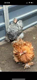 4x cochin kriel haan, Mannelijk, Kip