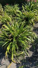 Tuinplanten - Gratis Ophalen!, Tuin en Terras, Planten | Tuinplanten, Overige soorten, Volle zon, Vaste plant, Ophalen of Verzenden