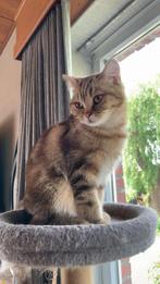 Lieve britse korthaar van 2 jaar oud., Dieren en Toebehoren, Poes, Gechipt