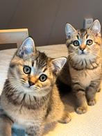 Britse korthaar kittens, mogen direct verhuizen, Dieren en Toebehoren, Katten en Kittens | Overige Katten, Meerdere dieren