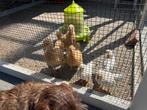 Te koop: wayndote columbia kriel kuikens, Dieren en Toebehoren, Geslacht onbekend, Kip