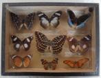 Antieke vlindercollectie taxidermie vlinders parijs, Ophalen of Verzenden