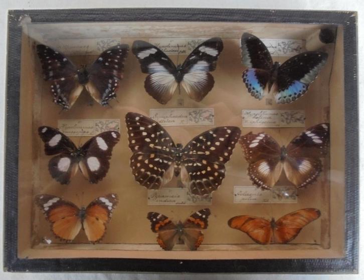 Antieke vlindercollectie taxidermie vlinders parijs, Antiek en Kunst, Curiosa en Brocante, Ophalen of Verzenden