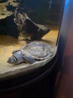 Zaagrug schildpad, aquarium met onderkast en toebehoren, Dieren en Toebehoren, Reptielen en Amfibieën, Schildpad, 7 tot 10 jaar