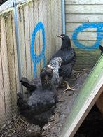 Kippen te koop, Vrouwelijk, Kip