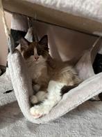 Heilige Birmaan x Ragdoll MAG NU VERHUIZEN, Dieren en Toebehoren, Katten en Kittens | Raskatten | Langhaar, Kater, Gechipt, 0 tot 2 jaar