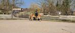 Lieve haflinger zoekt een goed thuis, Dieren en Toebehoren, Paarden, Merrie, Minder dan 160 cm, Recreatiepaard