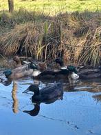 Zwart witte loopeend woerd, Dieren en Toebehoren, Mannelijk, Eend