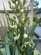 Palmlelie, Yucca filamentosa in bloei️, Ophalen of Verzenden