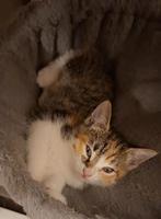 KITTENS TE KOOP, Dieren en Toebehoren, Katten en Kittens | Overige Katten, Meerdere dieren, Kortharig, 0 tot 2 jaar