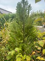 Conifeer, Tuin en Terras, Bloeit niet, Halfschaduw, 100 tot 250 cm, Overige soorten