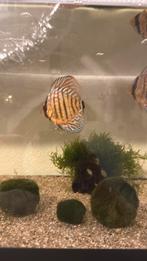 Discus vissen 4 stuks, Dieren en Toebehoren, Vissen | Aquaria en Toebehoren, Ophalen of Verzenden