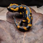 Vuursalamanders ( Salamandra Salamandra terrestris), Dieren en Toebehoren, Reptielen en Amfibieën, Amfibie, 0 tot 2 jaar