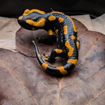 Vuursalamanders ( Salamandra Salamandra terrestris) beschikbaar voor biedingen