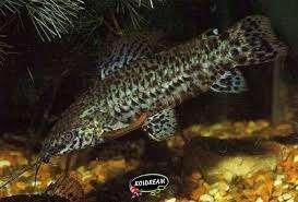 Hoplosternum thoracatum - Gevlekte pantsermeerval - Koidream, Dieren en Toebehoren, Vissen | Aquariumvissen, Zoetwatervis, Vis