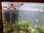 Guppy's en schoonmaak set, Dieren en Toebehoren, Vis