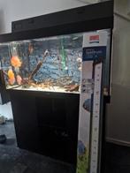 Nieuwe model juwel 350 aquarium met meubel tekoop, Ophalen, Zo goed als nieuw, Gevuld zoetwateraquarium