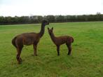 alpaca, Dieren en Toebehoren, Overige Dieren, April, Meerdere dieren
