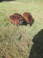 Te koop mooie dassenkop ramlammeren, Dieren en Toebehoren, Schapen, Geiten en Varkens, Mannelijk, Schaap, 0 tot 2 jaar