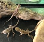 Laatste 3 baby dwerg baardagaam - pogona henrylawsoni, Hagedis, Tam, 0 tot 2 jaar
