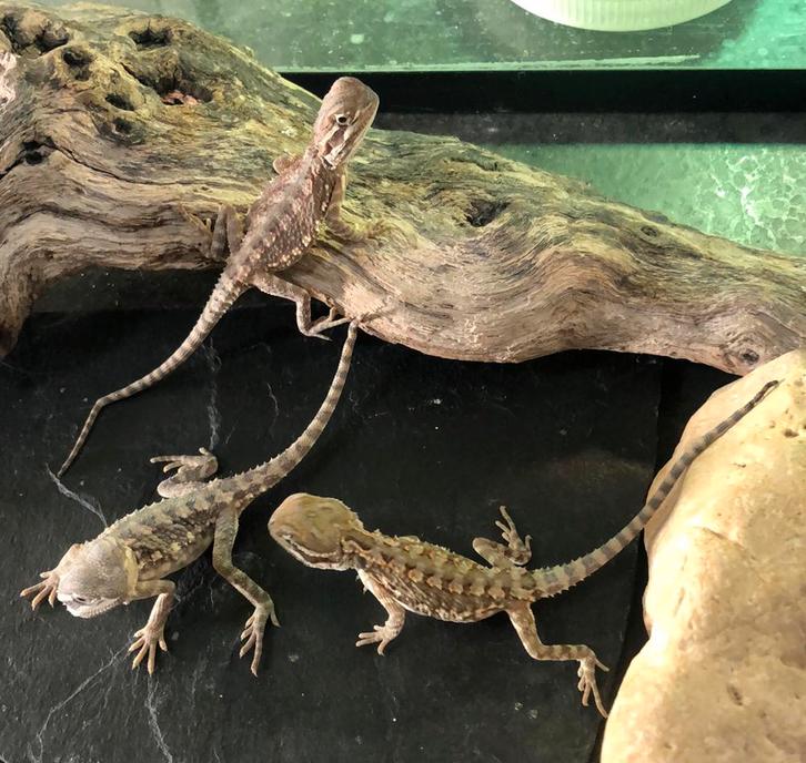 Laatste 3 baby dwerg baardagaam - pogona henrylawsoni