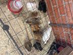 Zijdehoen haantjes, Dieren en Toebehoren, Mannelijk, Kip