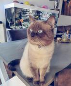 Dek.kater mido Britse korthaar ervaren, Dieren en Toebehoren, Katten en Kittens | Raskatten | Korthaar, Kater, Ingeënt, 3 tot 5 jaar