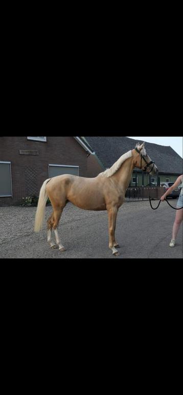 4 jarige e-pony palomino merrie