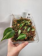 Philodendron Rio, Ophalen of Verzenden, Overige soorten, Minder dan 100 cm