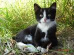 boerderij kittens, Dieren en Toebehoren, Katten en Kittens | Overige Katten, Meerdere dieren, Kortharig, 0 tot 2 jaar