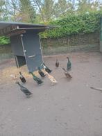 Loopeenden 2025, Dieren en Toebehoren, Pluimvee, Meerdere dieren, Eend