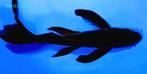 Gezocht karasu koi, Dieren en Toebehoren, Vissen | Vijvervissen, Karper of Koi