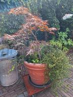 Japanse Esdoorn boompje 2 kleurig en andere planten., Tuin en Terras, Planten | Bomen, Ophalen, Halfschaduw, Overige soorten, 100 tot 250 cm