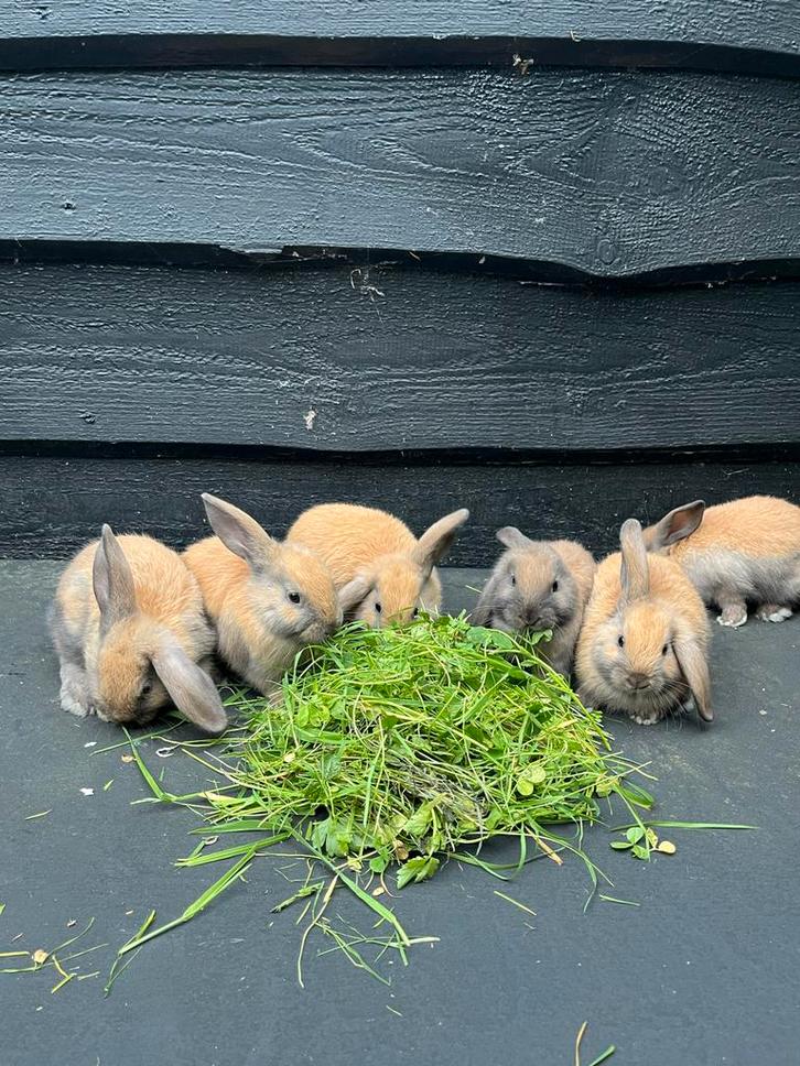 Te koop nog maar 2 super lieve konijntjes, Dieren en Toebehoren, Konijnen, Dwerg, Meerdere dieren, Hangoor