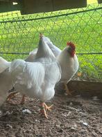 Barnevelder haan plus hen wit groot, Dieren en Toebehoren, Pluimvee, Mannelijk, Kip