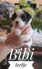 Boomer pups, Dieren en Toebehoren, Honden | Chihuahua's en Gezelschapshonden, Overige rassen, CDV (hondenziekte), 8 tot 15 weken