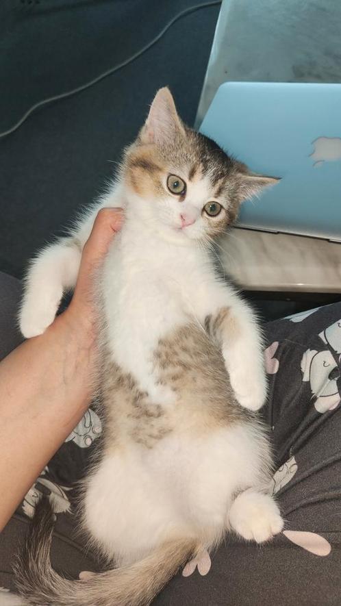 Brits Black golden shaded poesje, Dieren en Toebehoren, Katten en Kittens | Raskatten | Korthaar, Meerdere dieren, 0 tot 2 jaar