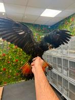 Zeldzaam kaketoe, Meerdere dieren, Papegaai, Pratend