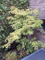 Schitterende japanse esdoorn in pot, Tuin en Terras, Overige soorten, Vaste plant, Ophalen of Verzenden, Bloeit niet