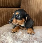1 prachtige dwerg teckel reutje, Dieren en Toebehoren, Honden | Teckels en Dashonden, Reu, CDV (hondenziekte), 8 tot 15 weken