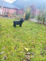 LAATSTE Pup (labrador+labradoodle) zoekt warm huis, Rabiës (hondsdolheid), 8 tot 15 weken, Meerdere, Meerdere dieren