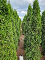 Coniferen thuja smaragd tot 250cm, Ophalen, Conifeer, 100 tot 250 cm